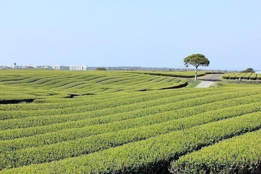Jeju Southern UNESCO Full Day Tour with Mt.Halla 2