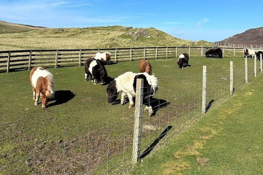 Shetland Pony Express 3