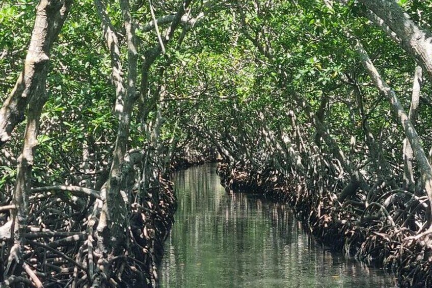 A mangrove forest with dense tree roots in water. 5