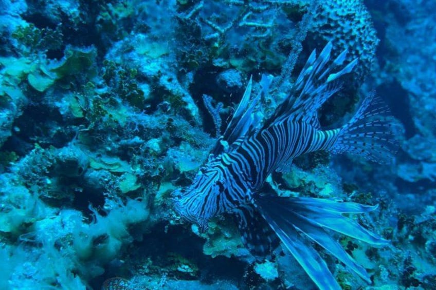 Un pesce leone che nuota vicino a una barriera corallina. 2
