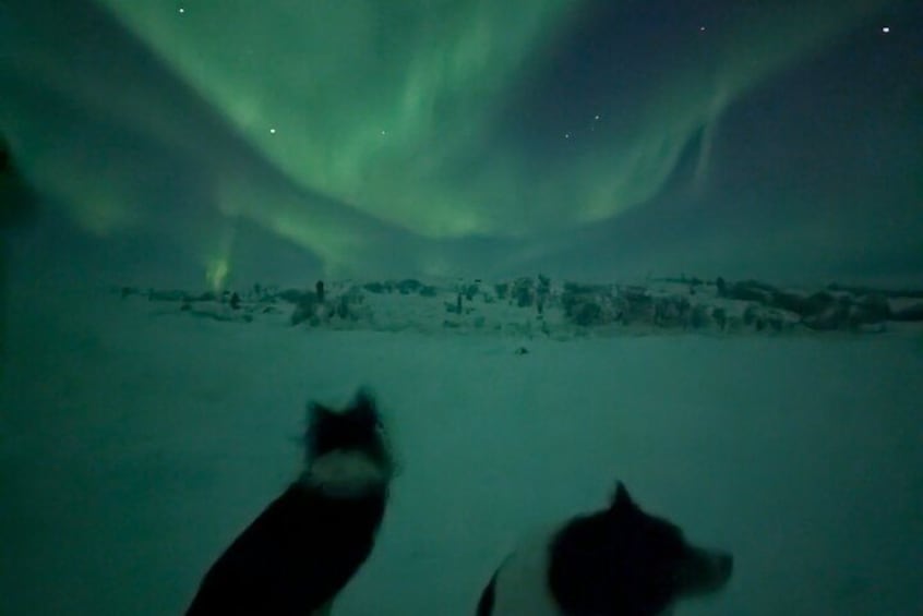 Een besneeerd landschap met een hond en een kat. 2