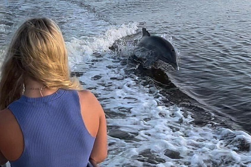 See playful atlantic bottlenose dolphins in their natural habitat. 2