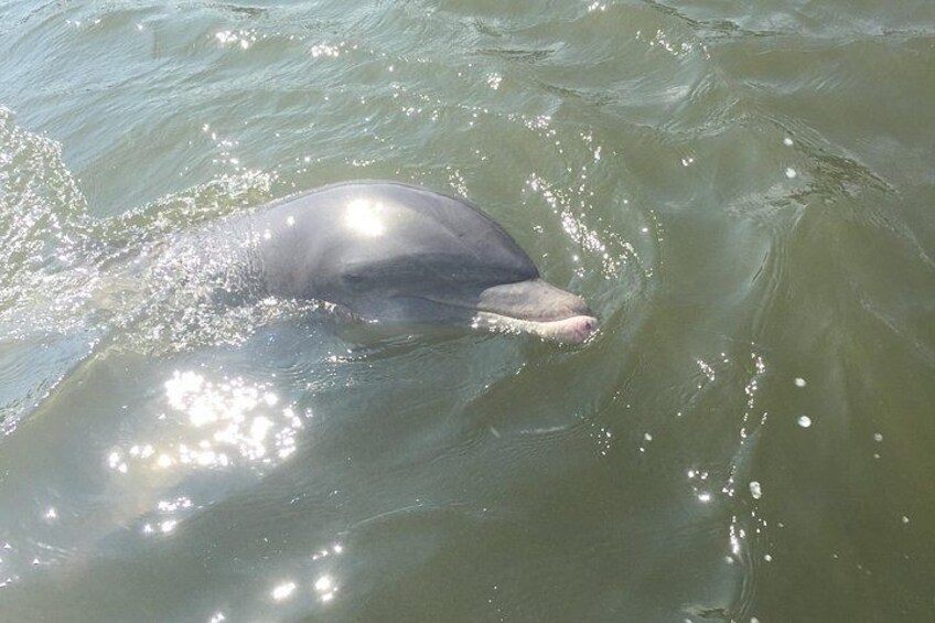 Un dauphin nageant dans l’eau. 2