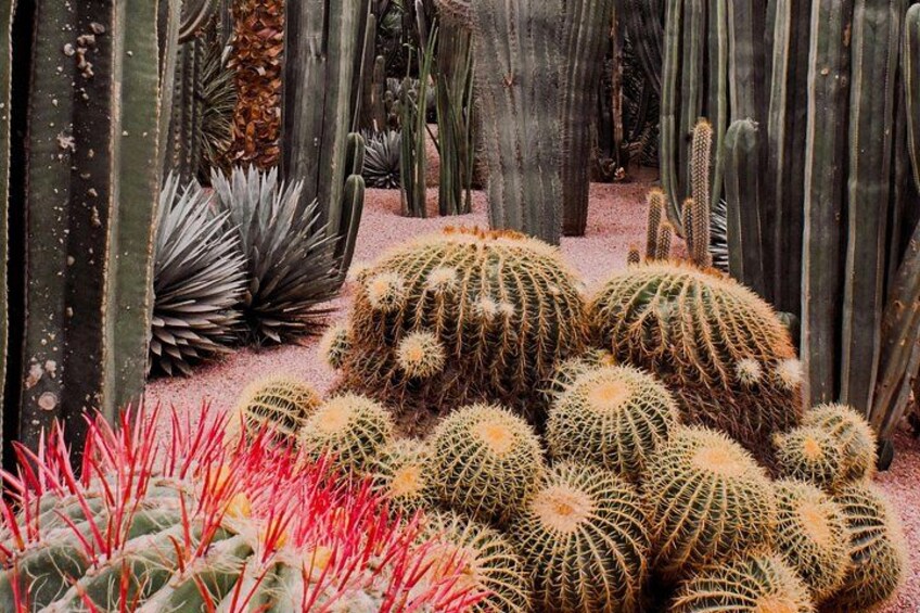 Een verzameling cactussen en agaven in een woestijntuin. 4