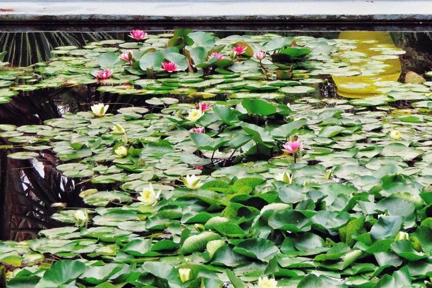 Een vijver met waterlelies en bloeiende platte waterplanten. 1