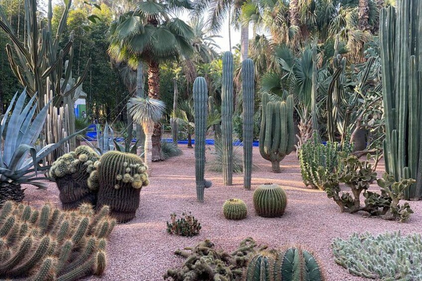 Een diversiteit aan cactussen en vetplanten in een tuinachtige omgeving. 5