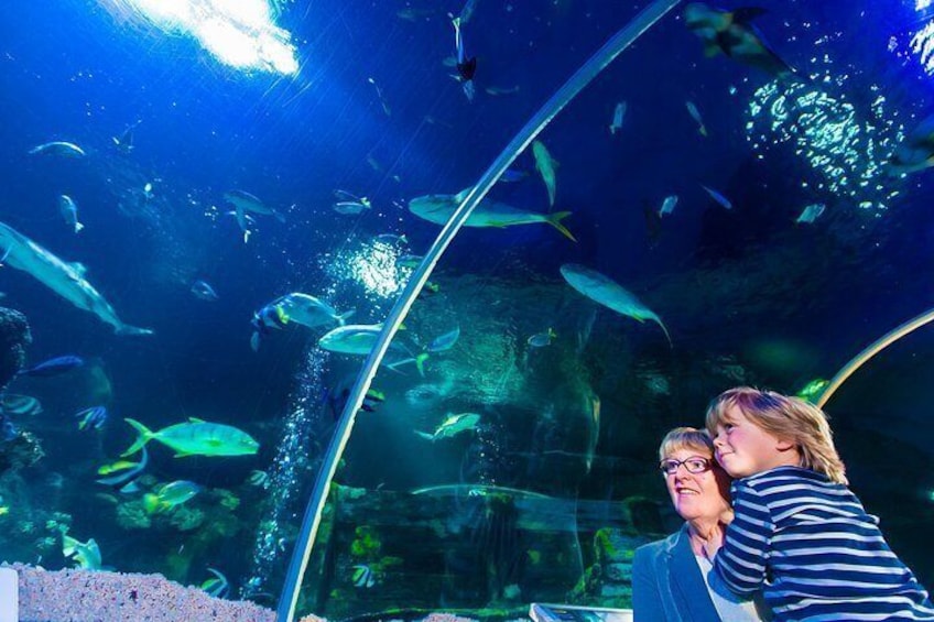 An aquarium with various fish species, glass walls, and a person observing the fish. 4
