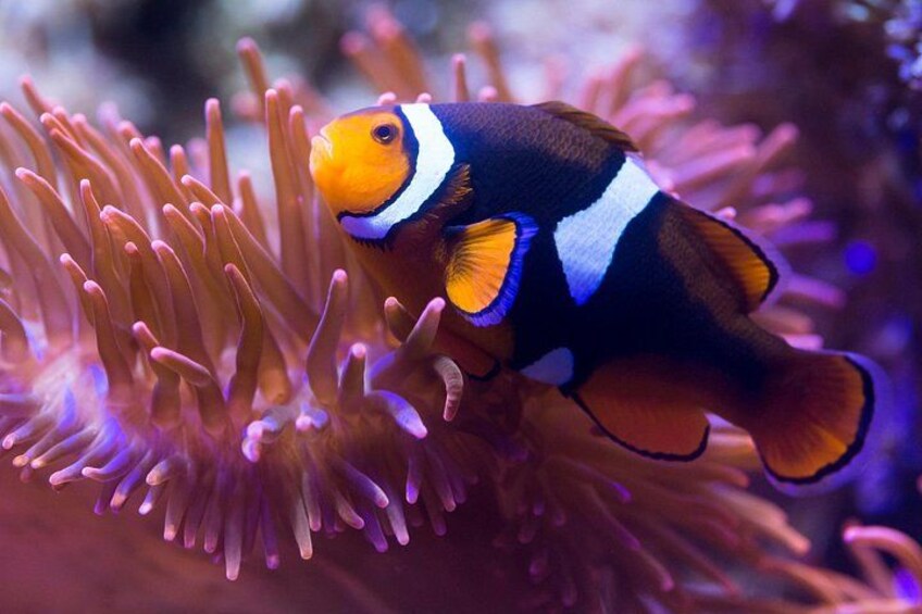 A clownfish with a white stripe, orange face, and blue stripes, resting on an anemone. 2