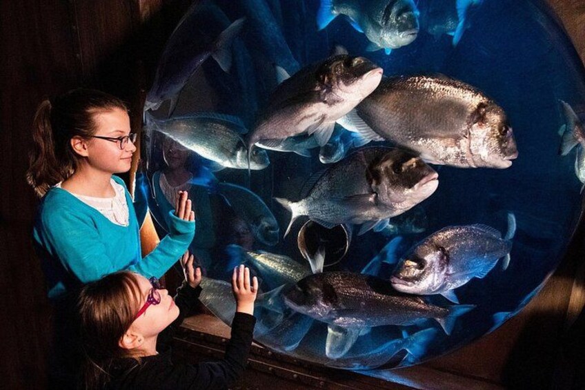 A large aquarium with various fish species, including a prominent silver fish and a smaller, darker fish. 1