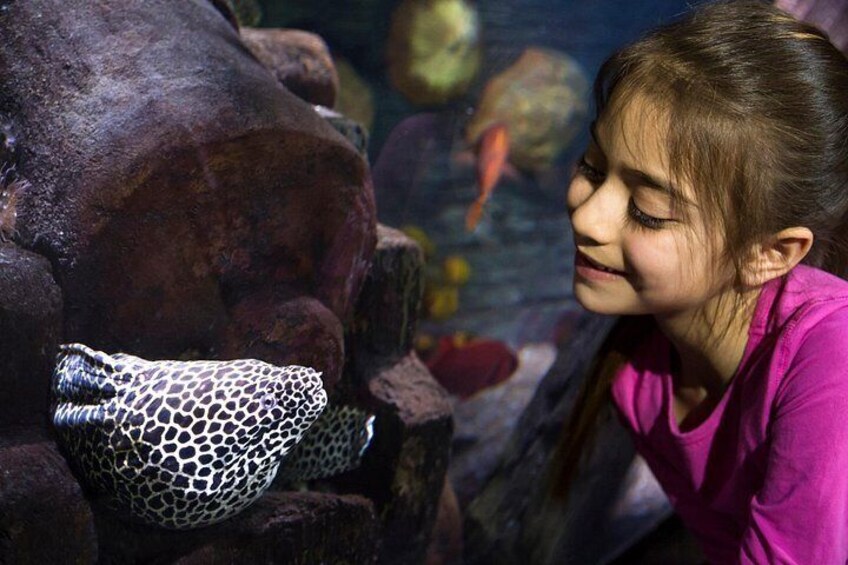 A person observing a leopard shark in an aquarium. 5
