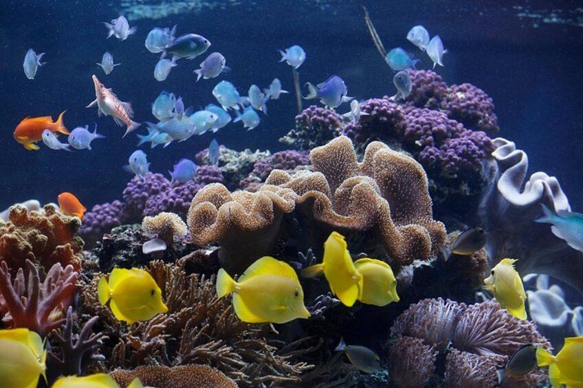 An underwater scene with various fish, corals, and marine plants. 2