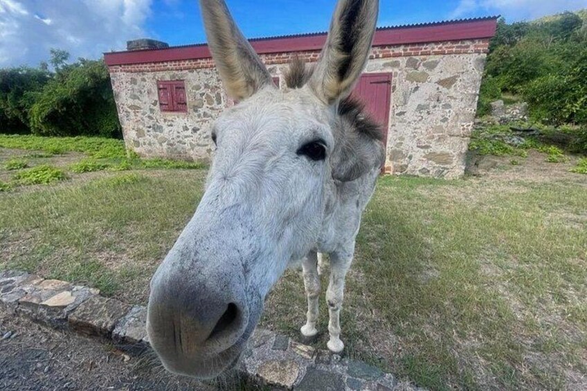 You may even run into one of the island's most popular residents! 3