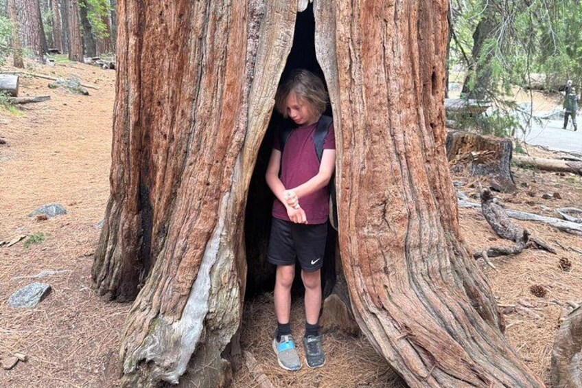The Evolution of Yosemite: 5-Hour Hiking Tour 3