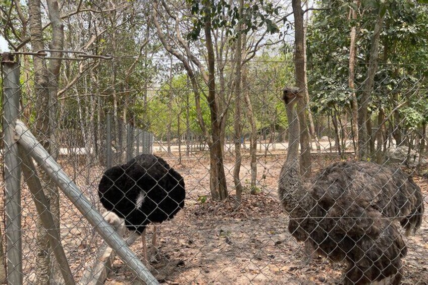 Un avestruz en un recinto cercado con árboles y terreno seco. 2