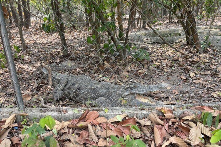 Un cocodrilo descansando en una zona boscosa con una cerca de alambre al frente. 3