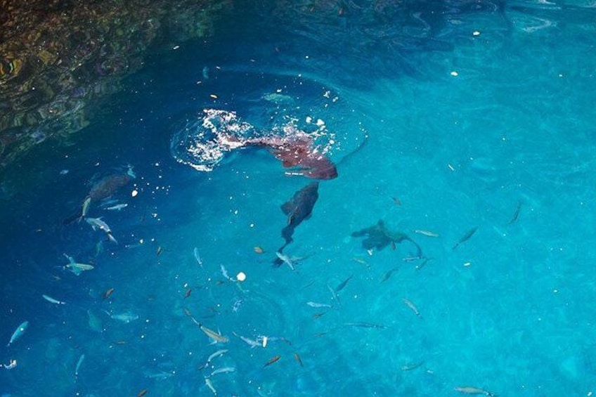 A clear blue pool with fish swimming and a floating object. 2