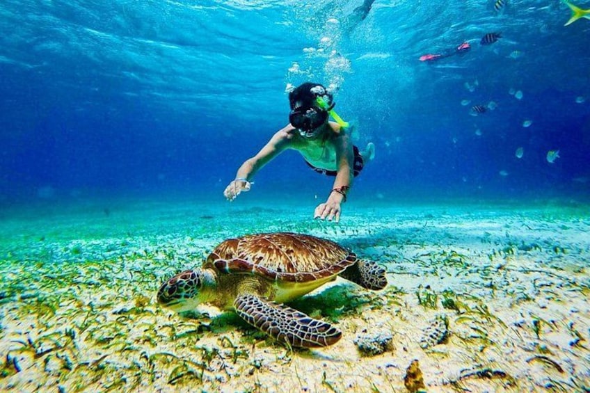 Un subacqueo nuota sott'acqua con una tartaruga marina e diversi pesci. 1