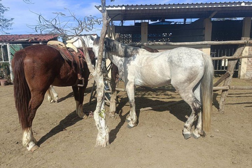 All Inclusive Beach Club, Water Sports, Horse Ride, Food & Drinks 4
