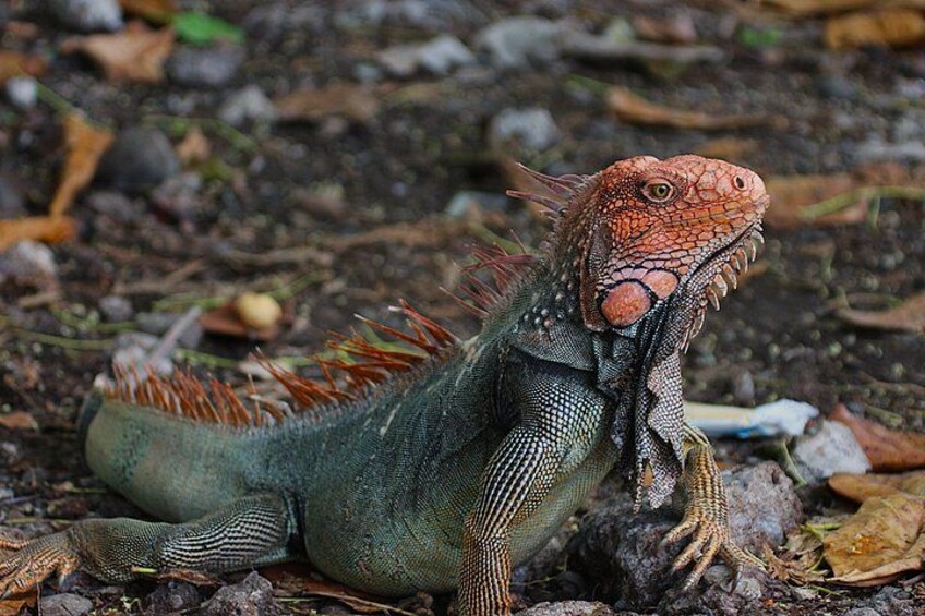 Una iguana sobre terreno rocoso. 4