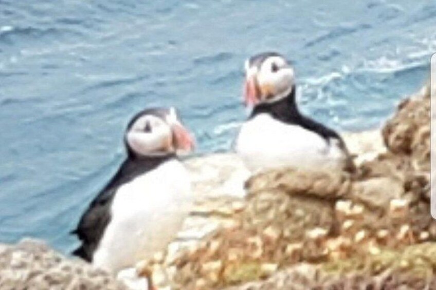 Deux macareux sur une côte rocheuse, avec l’océan en arrière-plan. 2