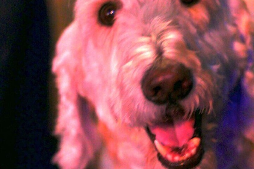 A close-up of a dog with a curly coat and a happy expression. 2