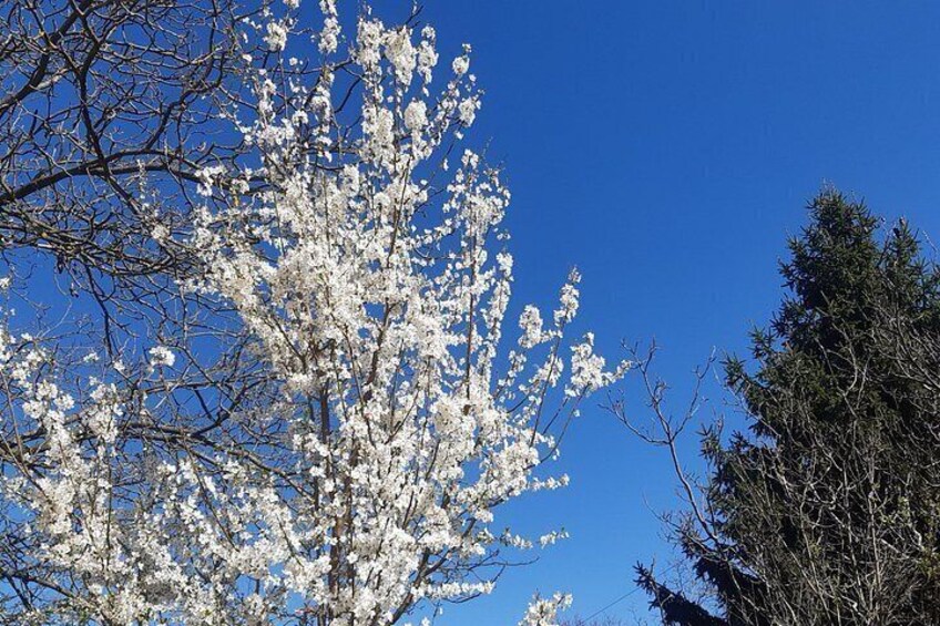 Walk to recent and aged spiritual sanctuaries near Budapest 3