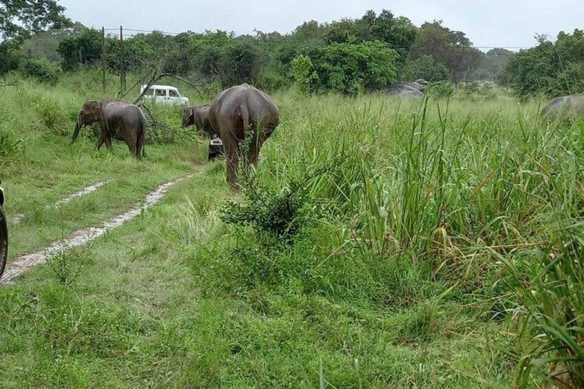 Elephants walking on a dirt path in a grassy area with trees in the background. 3