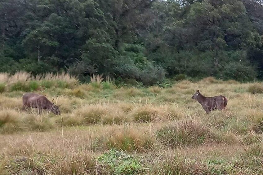 Two deer in a grassy field with trees in the background. 2