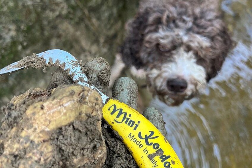 A dog with a yellow tag, muddy rocks, and water. 5