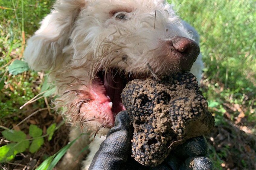 Truffle Hunting Experience Siena Tartufi 2