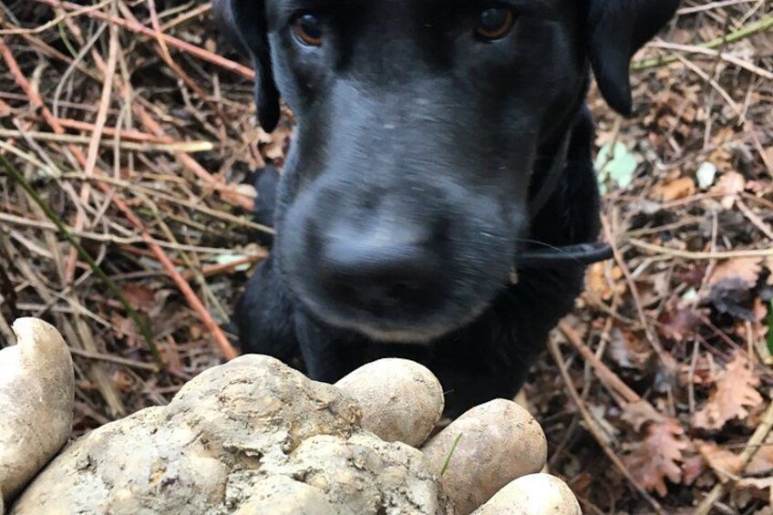 A black dog, a hand holding a rock, and a forest floor with pine needles. 2