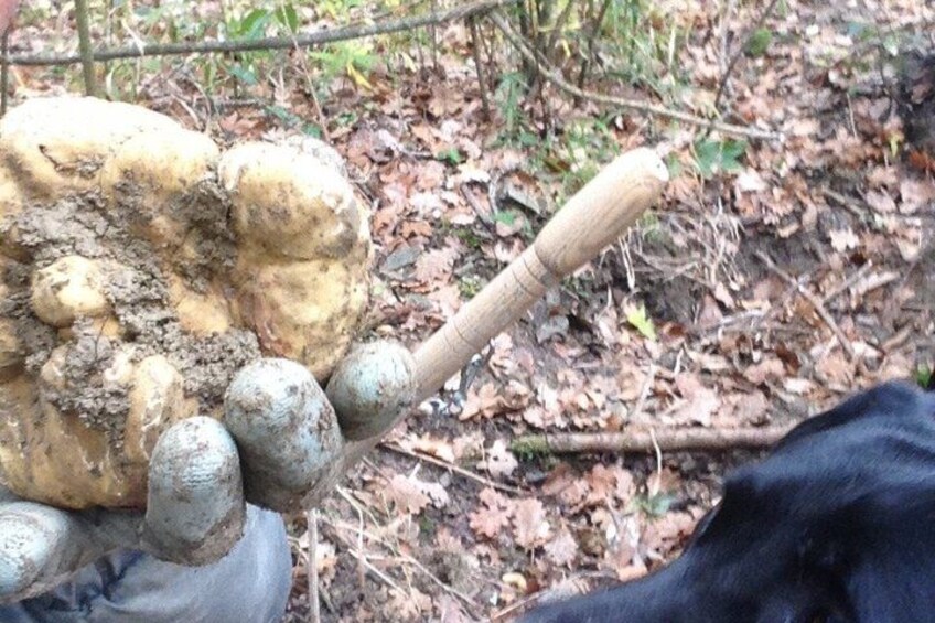 Truffle Hunting Experience Siena Tartufi 3