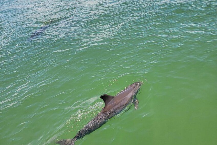 Fort Myers Beach Sunset and Dolphin Watching Cruise 4