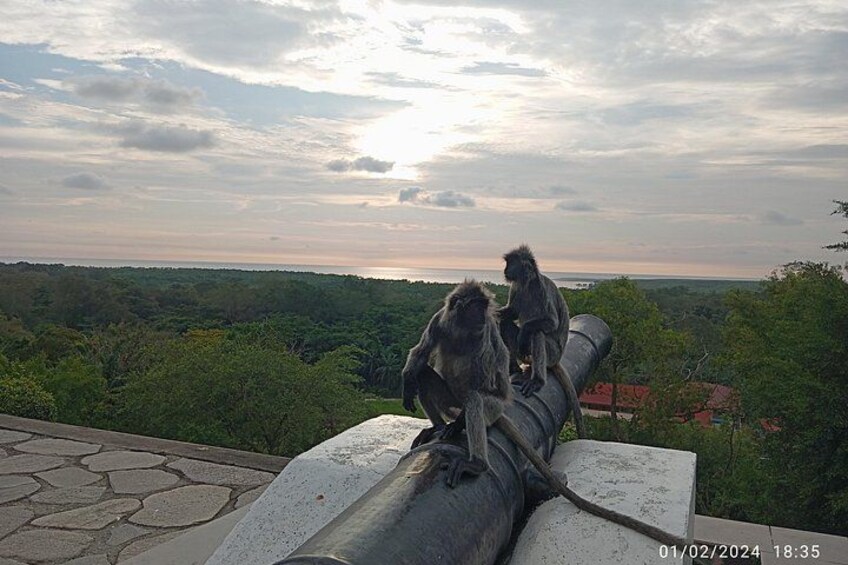 Two monkeys on a concrete structure overlooking a landscape with trees and a distant view of the horizon. 3