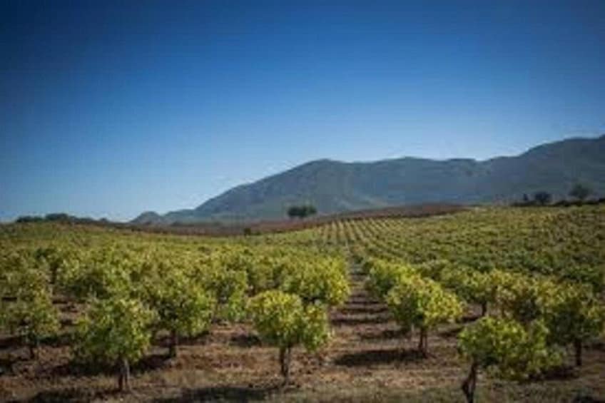 Viñedo con hileras de parras bajo un cielo despejado. 3