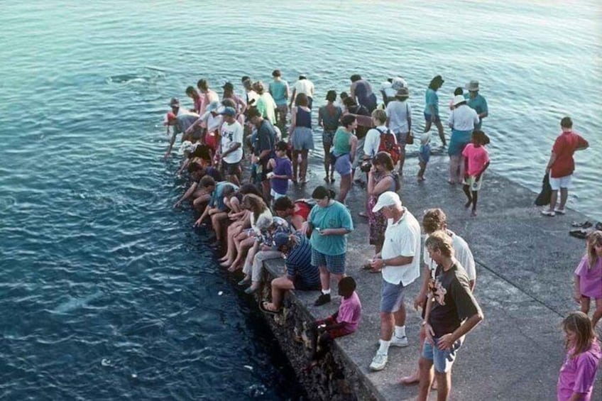 Darwin: Feed Fish at Aquascene. Tickle Your Toes at Doctors Gully 5