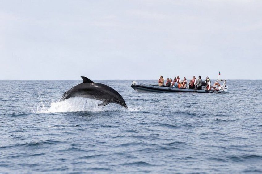 Observing Dolphins in Faro 1