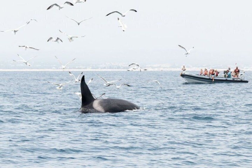 Observing Dolphins in Faro 2