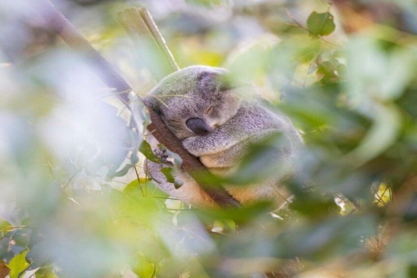 Currumbin Wildlife Sanctuary and Byron Bay Day Tour in Chinese 2