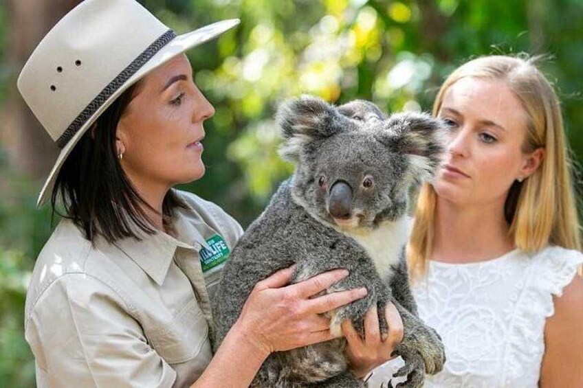 Currumbin Wildlife Sanctuary and Byron Bay Day Tour in Chinese 3