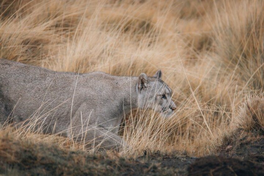 Private Pumas and Wildlife Watching Experience 4