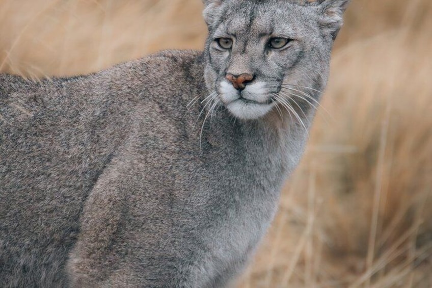 Private Pumas and Wildlife Watching Experience 3