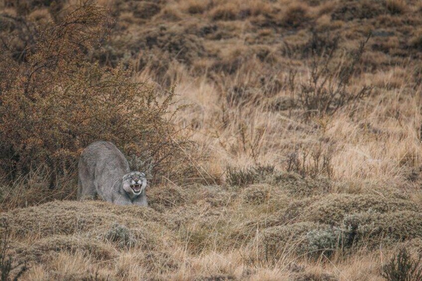 Private Pumas and Wildlife Watching Experience 2