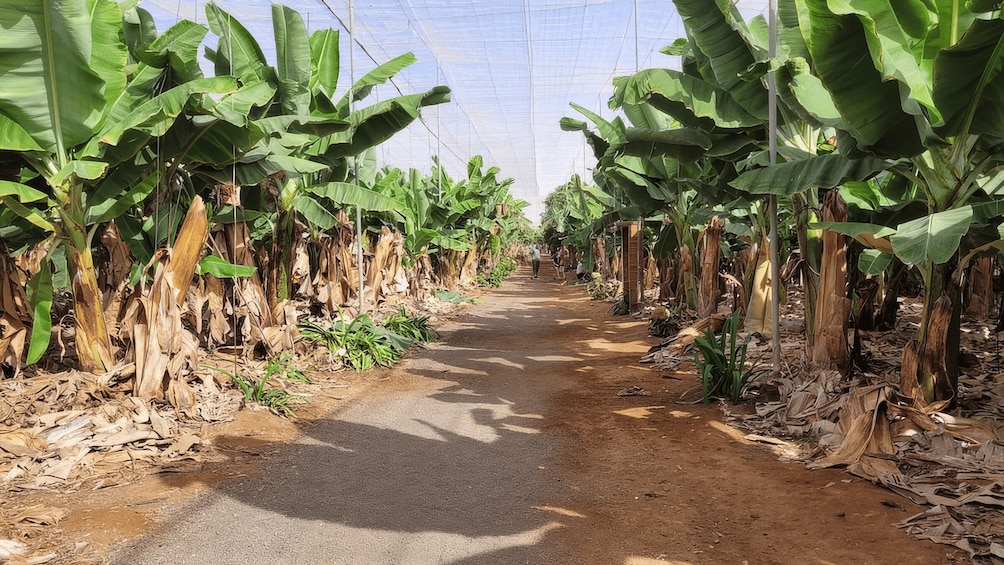 Picture 3 for Activity Round-Trip Coastal Buggy Tour in Tenerife 4