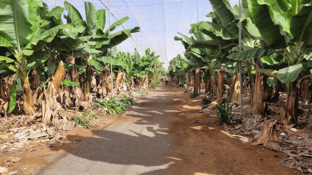 Picture 3 for Activity Round-Trip Coastal Buggy Tour in Tenerife 2
