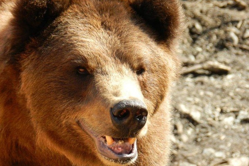 Primer plano del rostro de un oso. 4