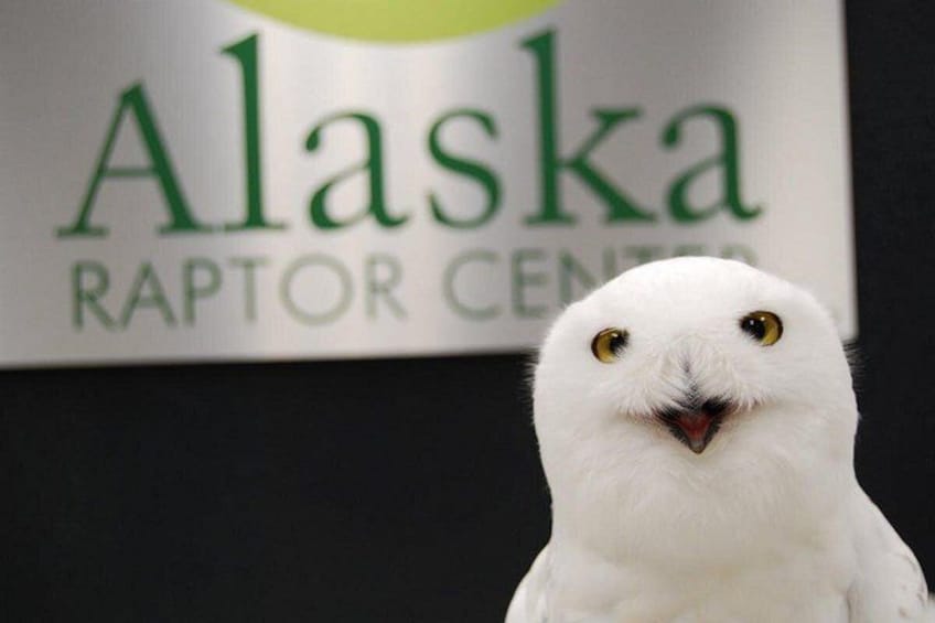 Un ave blanca con ojos amarillos frente a un letrero que dice 'Alaska Raptor Center'. 2