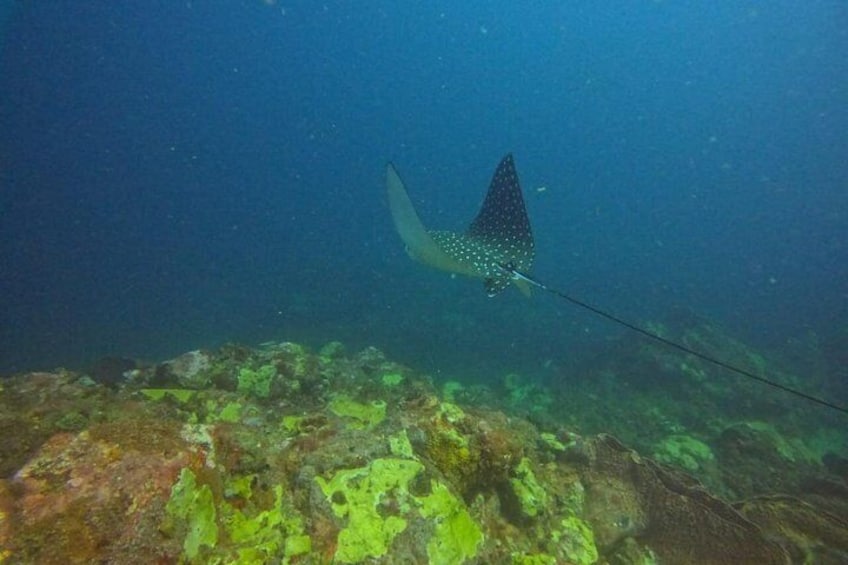 A large fish swimming near a rocky underwater surface. 3