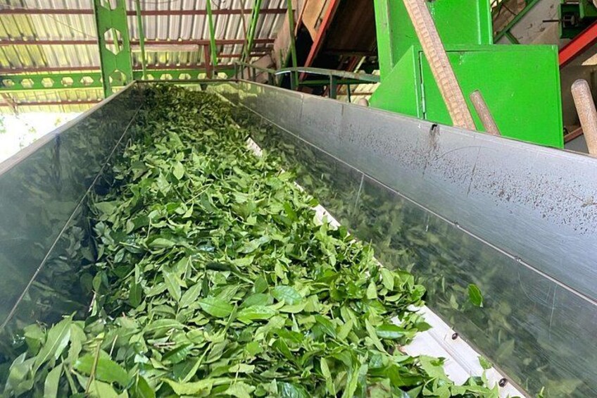 Trabzon Uzungol Nature Group Tour with Local Tea Tasting 5
