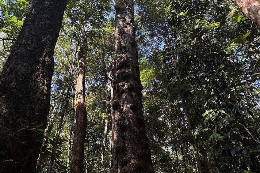 Un bosque con árboles altos y follaje denso. 3